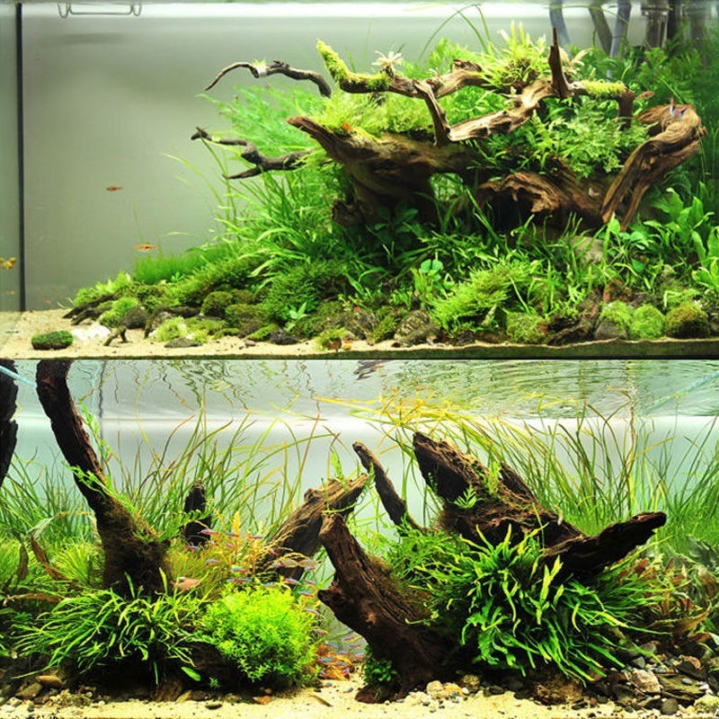 Aquarium Planted Soil - Natural Driftwood Aquarium Moss Tree Shape