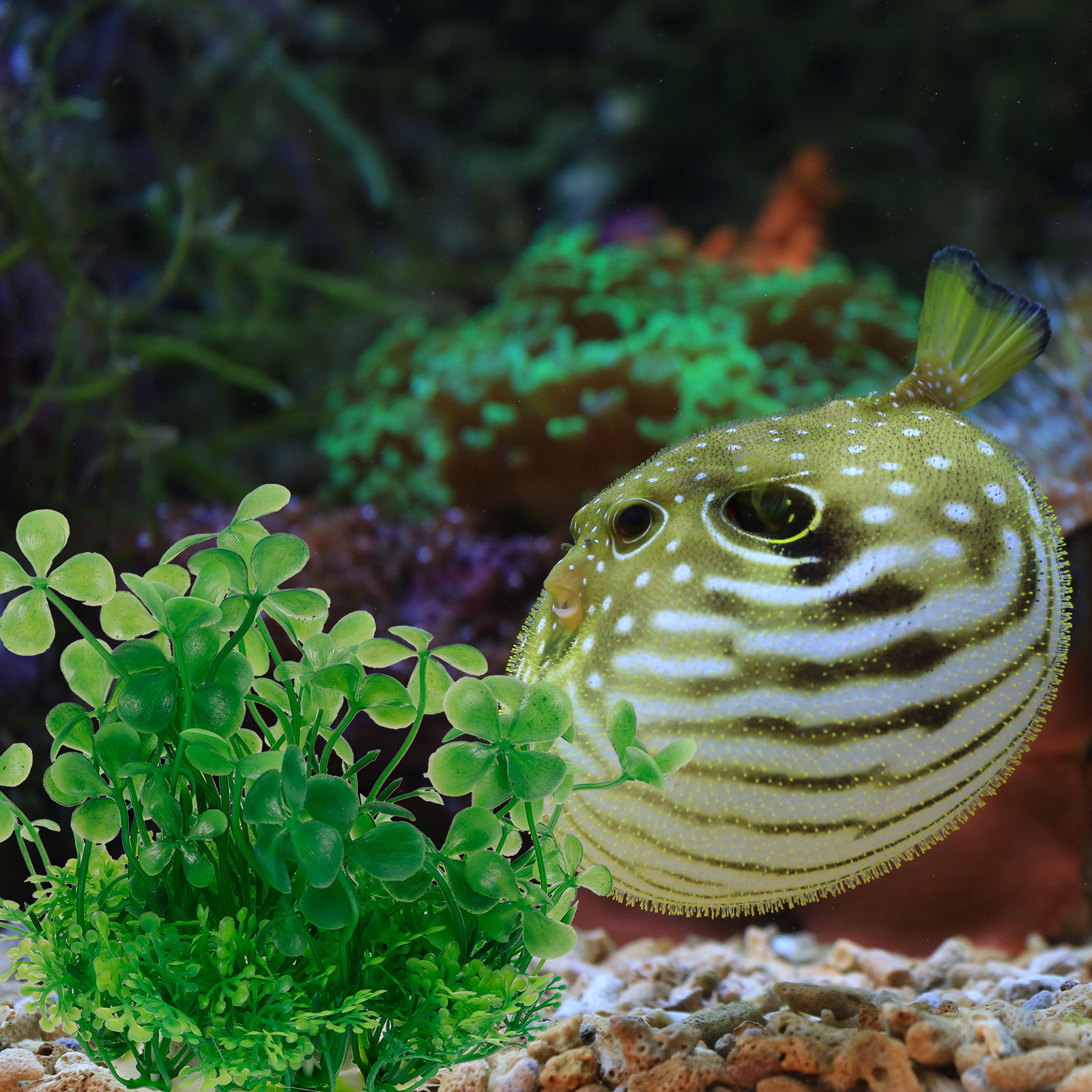 Premium Plastic Aquarium Plant - đánh giá và giá Aquarium Planted Tank Setup
