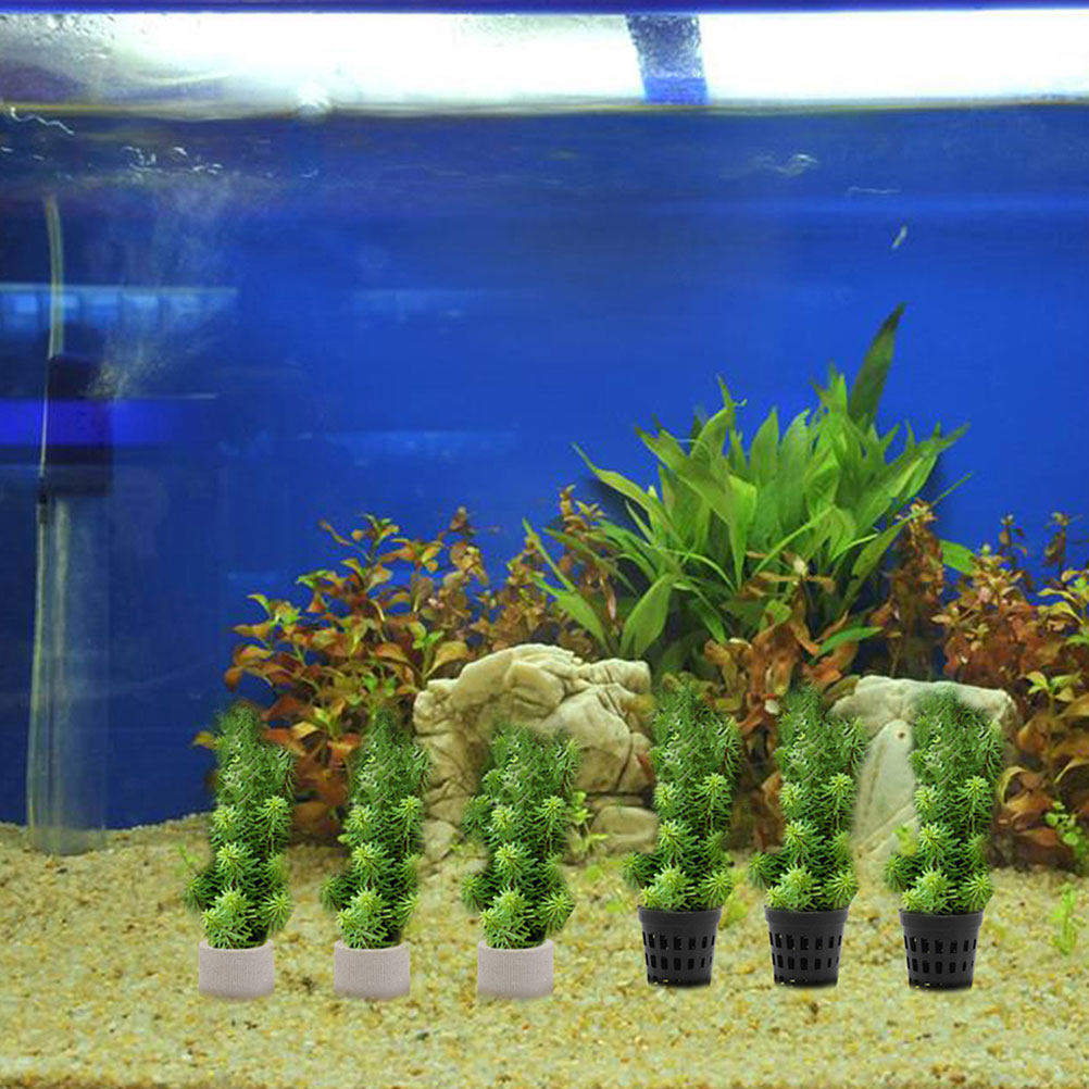 1Set Aquarium Water Plant Fixi - đánh giá và giá Aquarium Planted Tank Setup