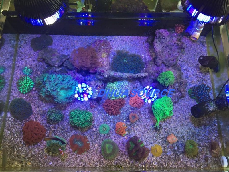 Full specturm LED Aquarium Ree - đánh giá và giá Aquarium Plant Iron