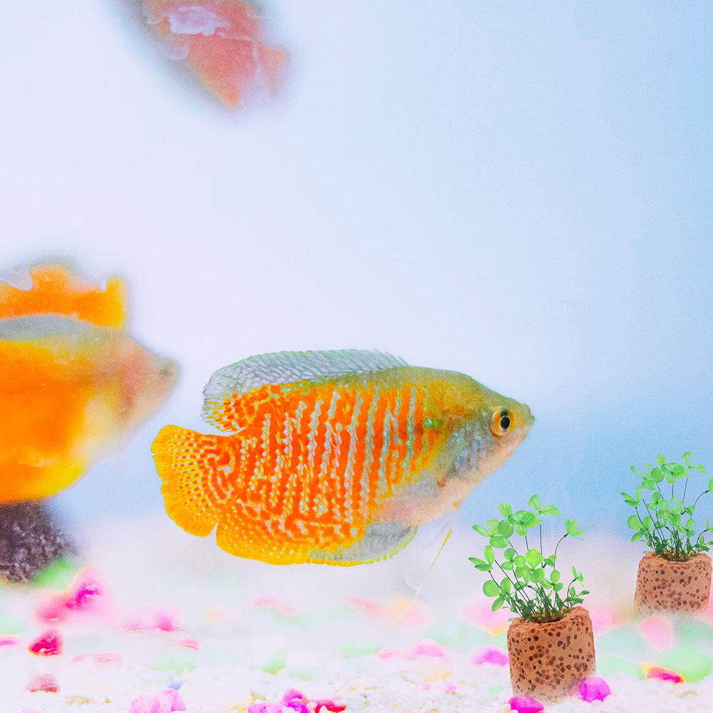 25Pcs Aquatic Plant Fixed Ring - đánh giá và giá Planted Aquarium Water Temperature