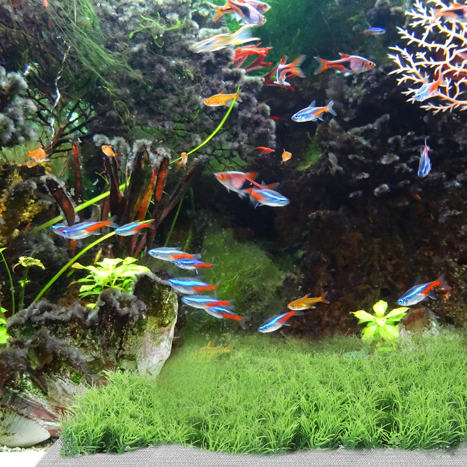 10Pcs Stainless Steel Aquarium - đánh giá và giá Planted Aquarium Carpet Plant