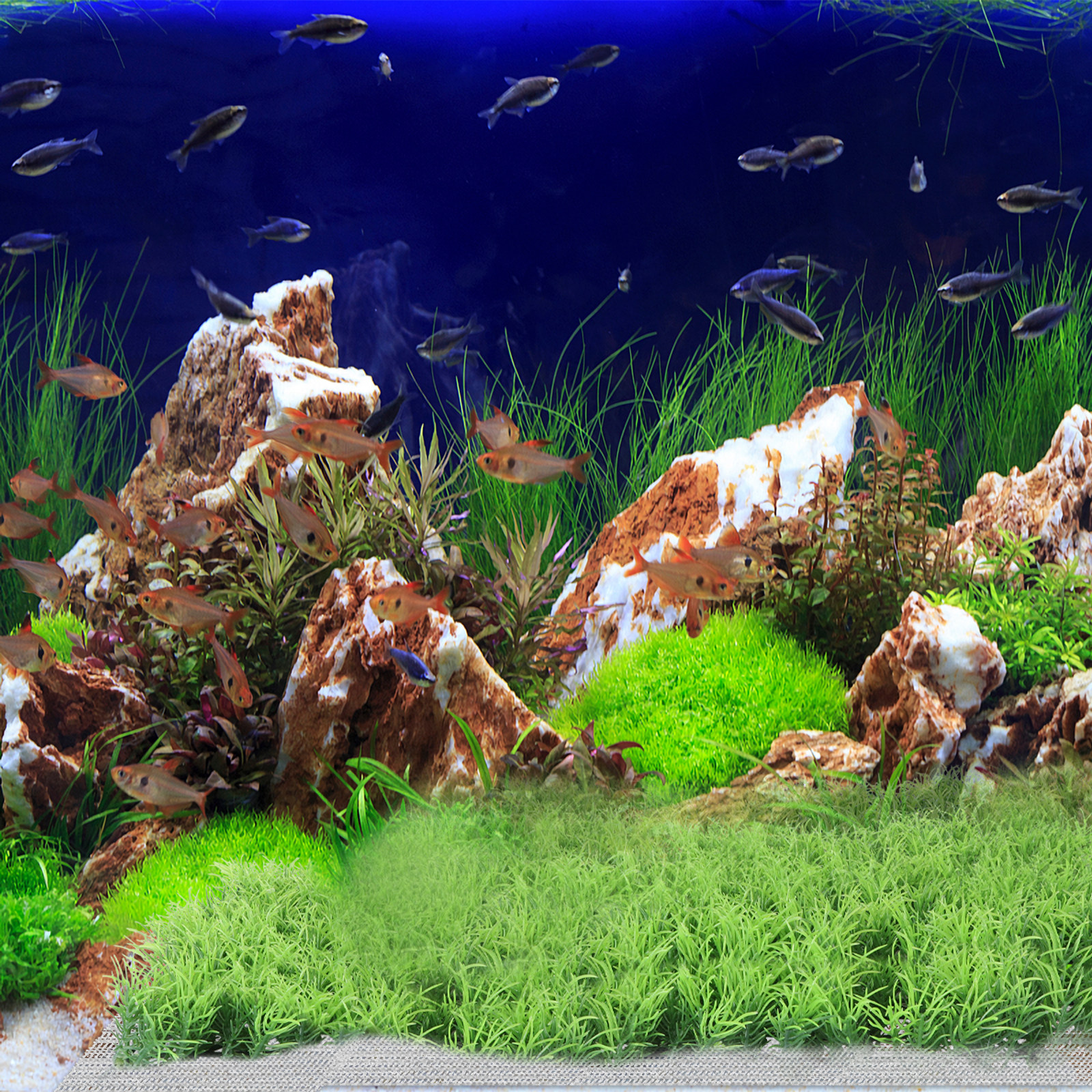 10Pcs Stainless Steel Aquarium - đánh giá và giá Planted Aquarium Carpet Plant