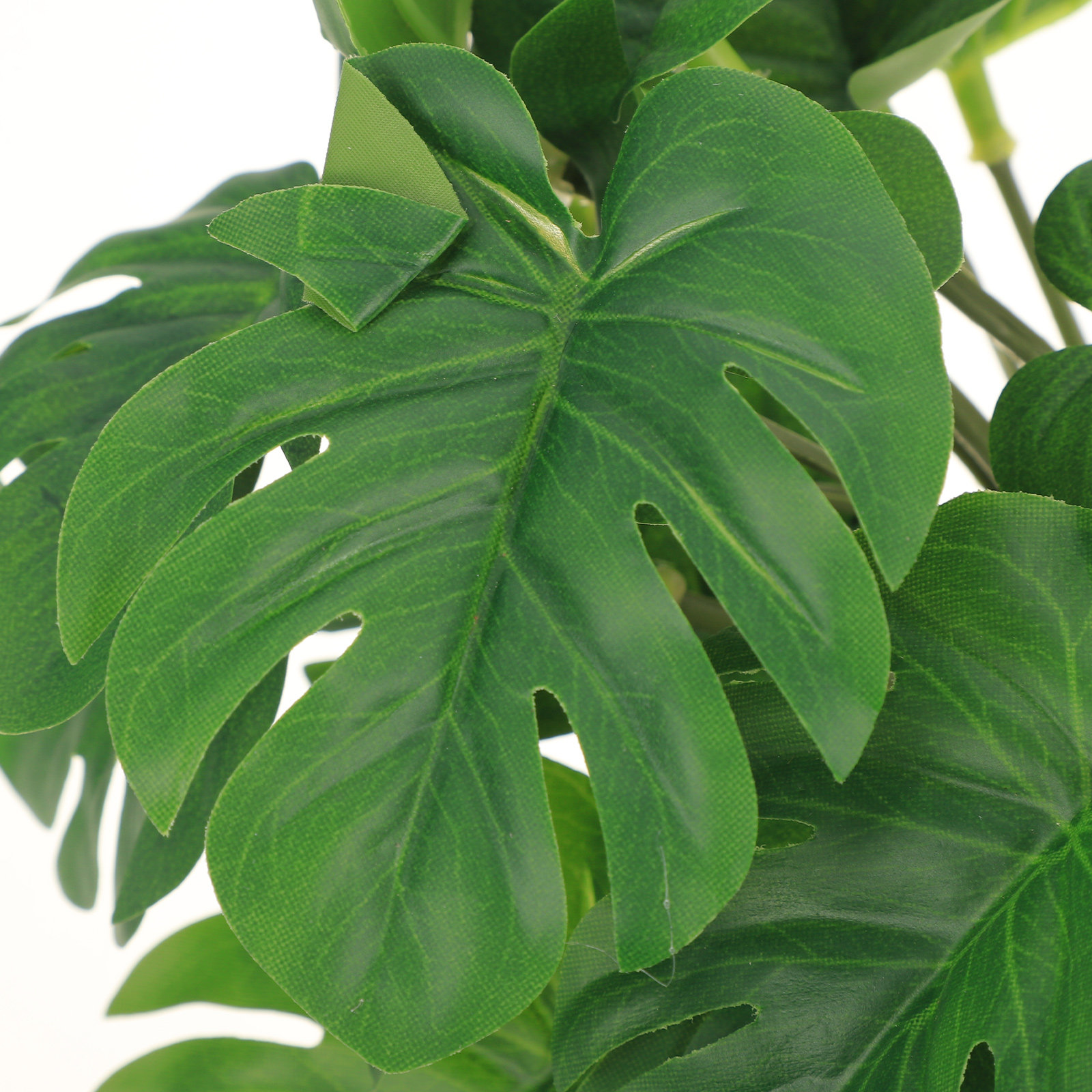 Safe Non Toxic Reptile Plants  - đánh giá và giá Non Planted Aquarium Fish