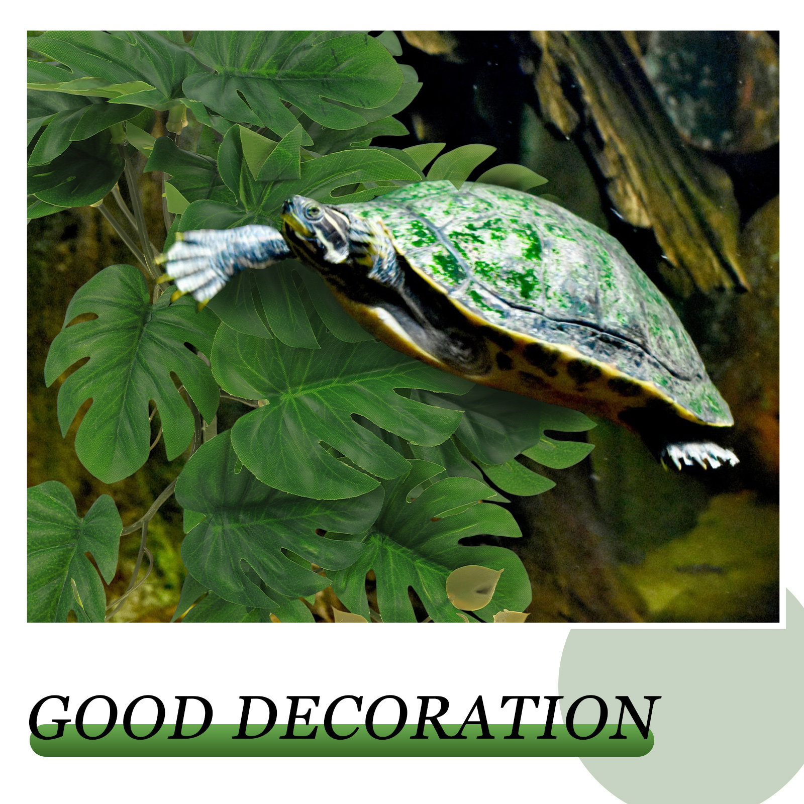 Safe Non Toxic Reptile Plants  - đánh giá và giá Non Planted Aquarium Fish