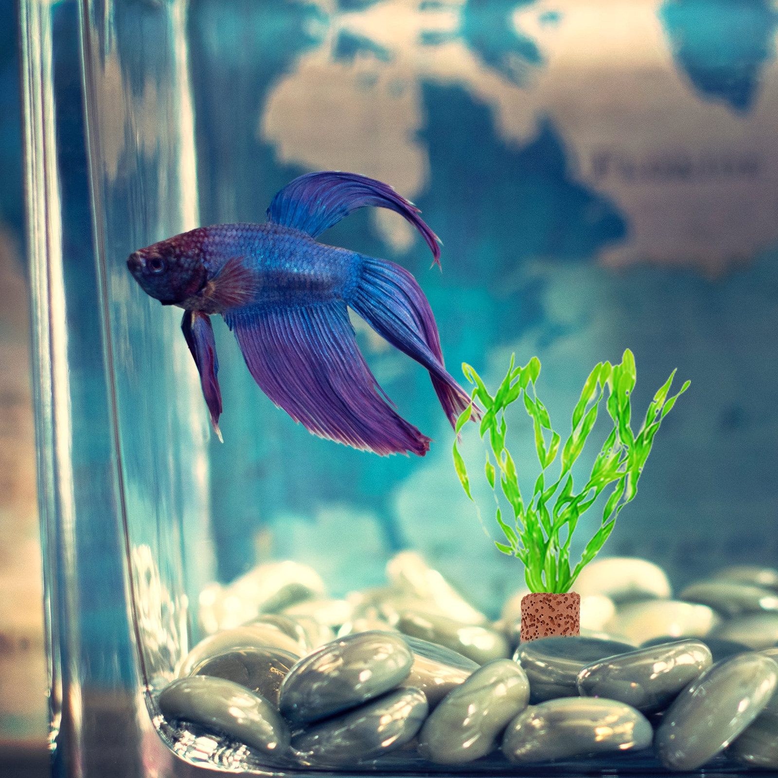 10Pcs Creative Water Plant Fix - đánh giá và giá Aquarium Planted Tank Setup