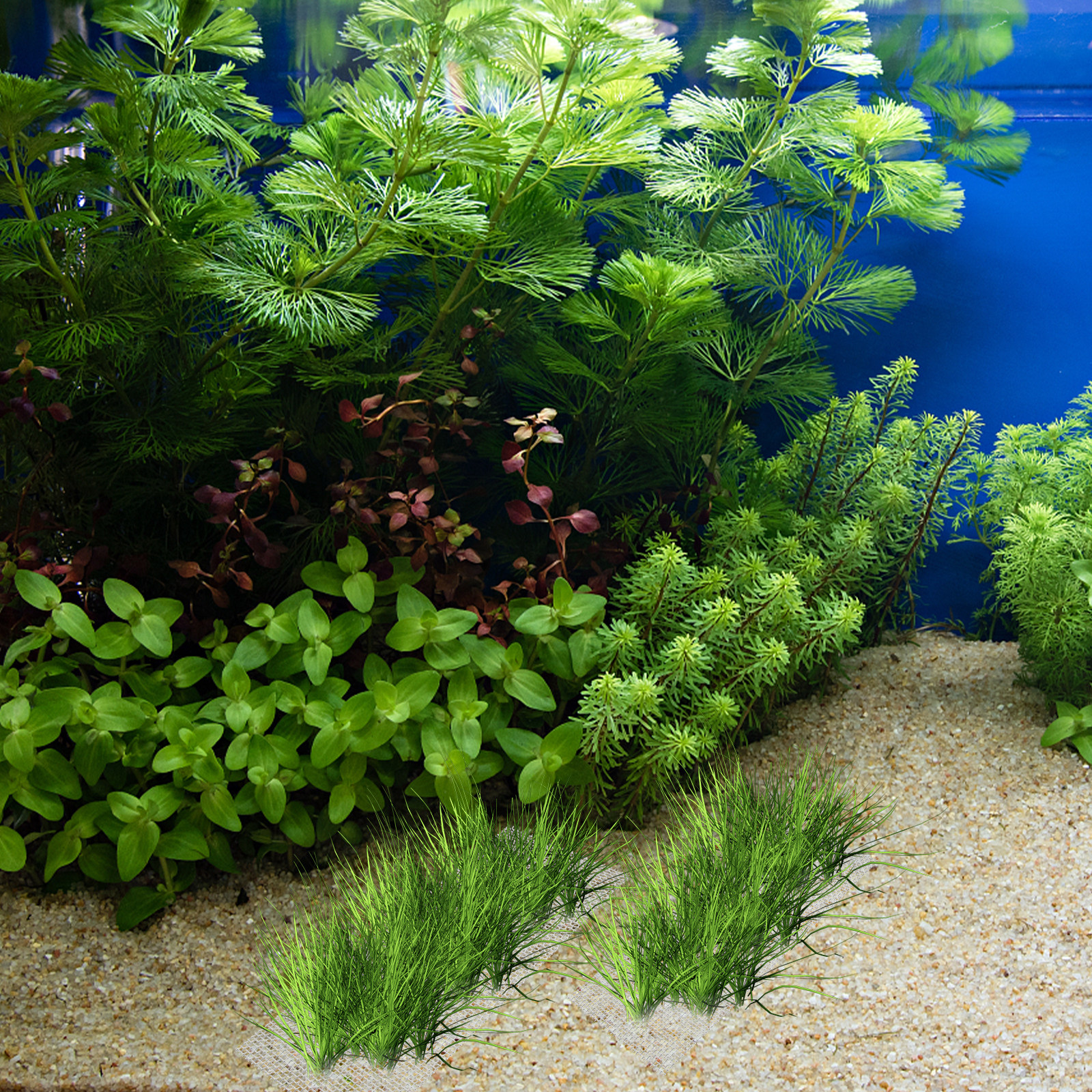 15Pcs Stainless Steel Moss Wal - đánh giá và giá Planted Aquarium Carpet Plant