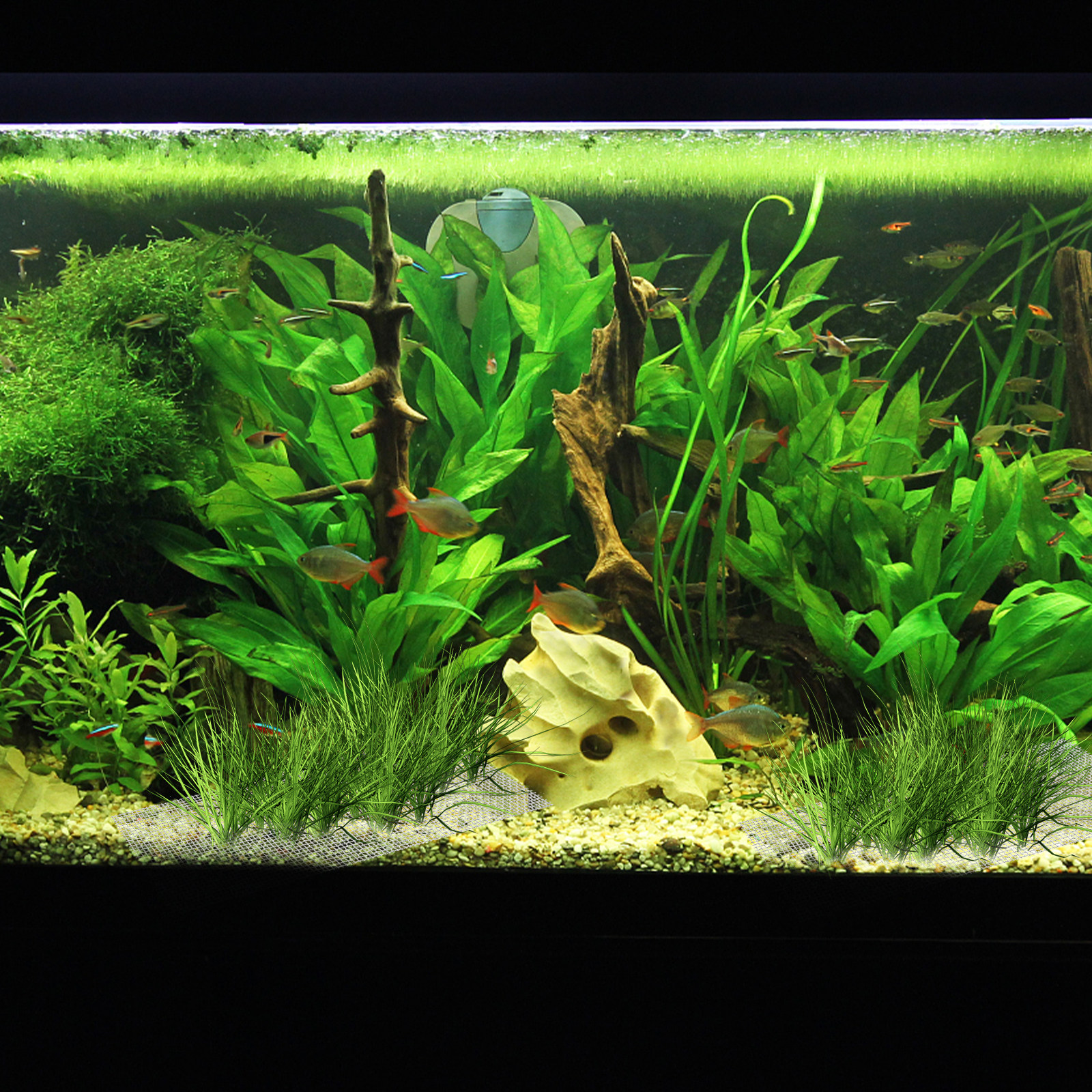 15Pcs Stainless Steel Moss Wal - đánh giá và giá Planted Aquarium Carpet Plant