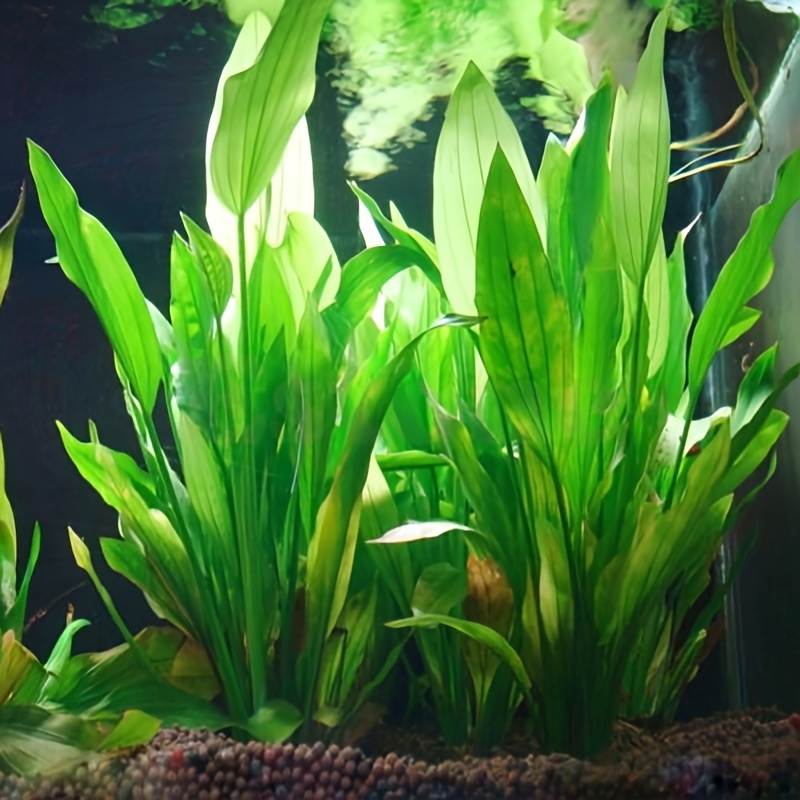 10pcs Artificial Aquatic Plant - đánh giá và giá Non Planted Aquarium Fish