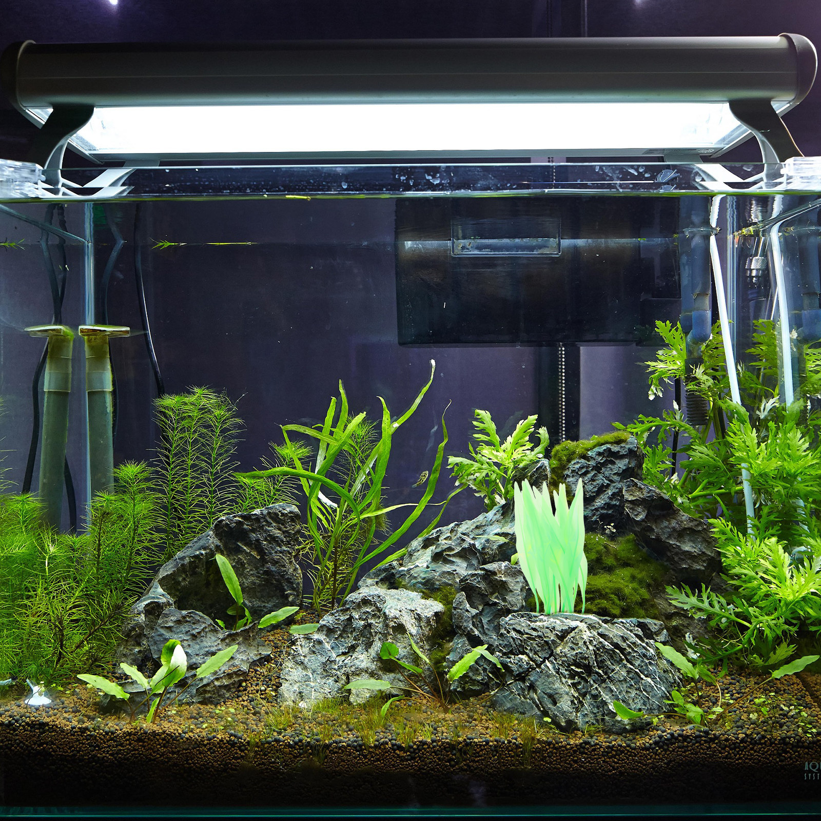 Premium Silicone Artificial Aq - đánh giá và giá Non Planted Aquarium Fish