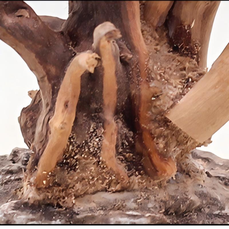 1PC Aquarium Landscaping Wood  - đánh giá và giá Aquarium Planted Soil