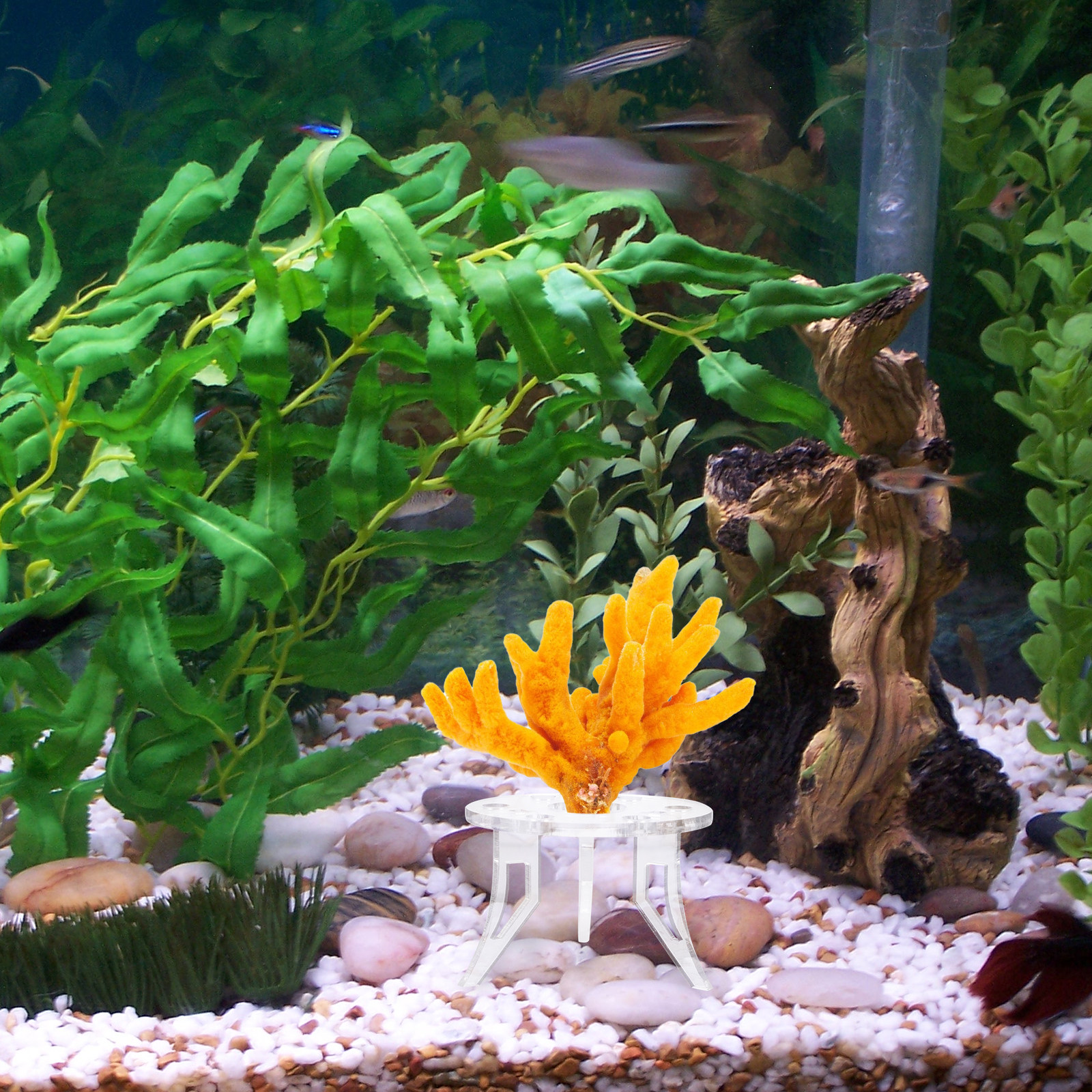 1Pcs Coral Base Stylish Strong - đánh giá và giá Aquarium Planted Tank Setup
