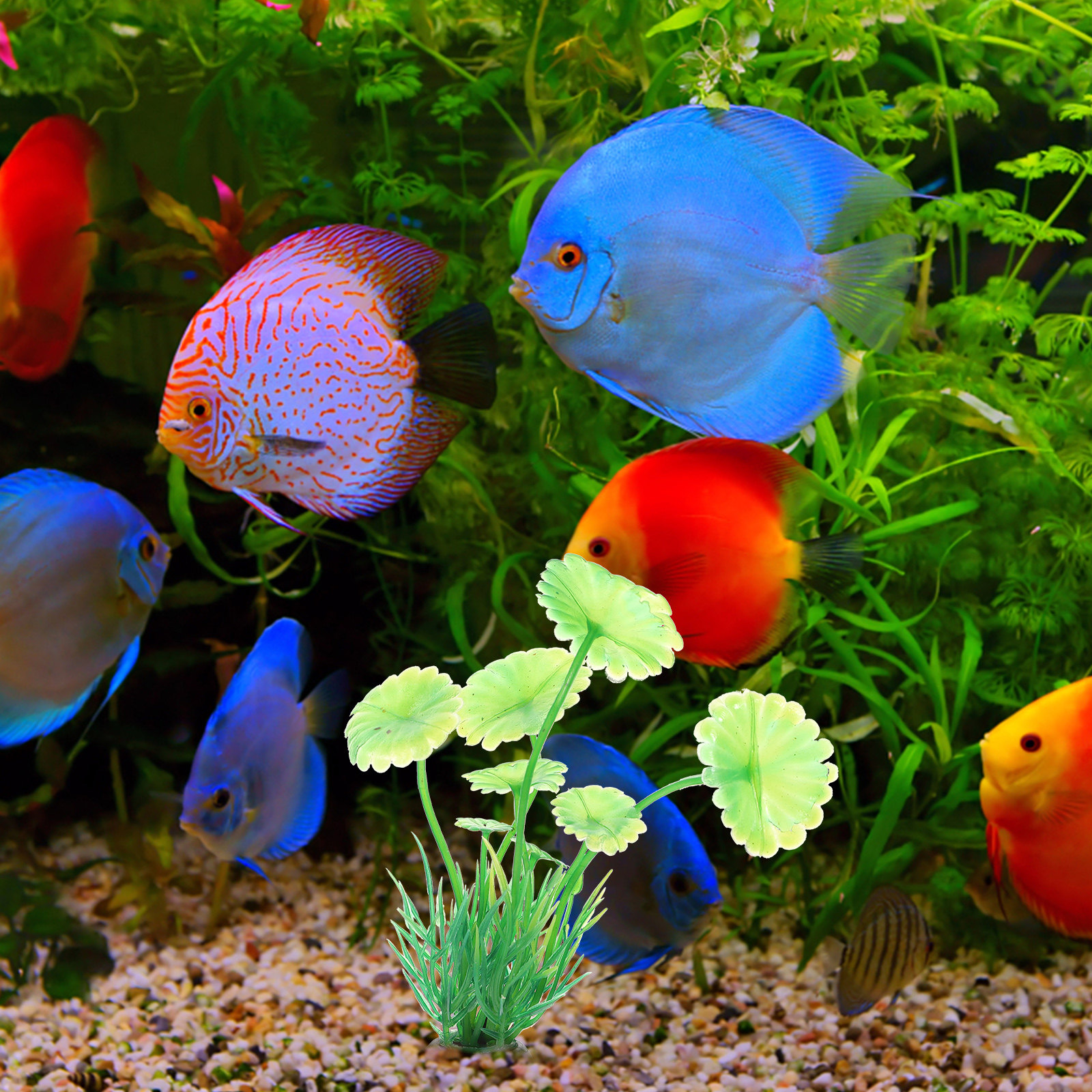 10Pcs Artificial Aquarium Gras - đánh giá và giá Aquarium Planted Tank Setup